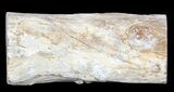 Polished Petrified Wood Limb - Madagascar #54606-1